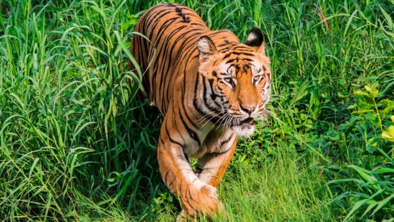 पटना Zoo से बड़ा होगा बिहार का दूसरा चिड़ियाघर, अररिया में 289 एकड़ जमीन पर होगा निर्माण