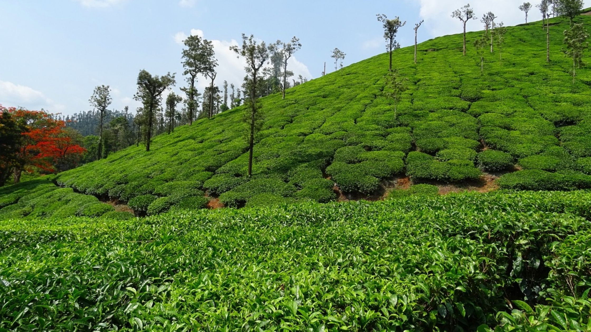 Bihar at number five in india in terms of tea production