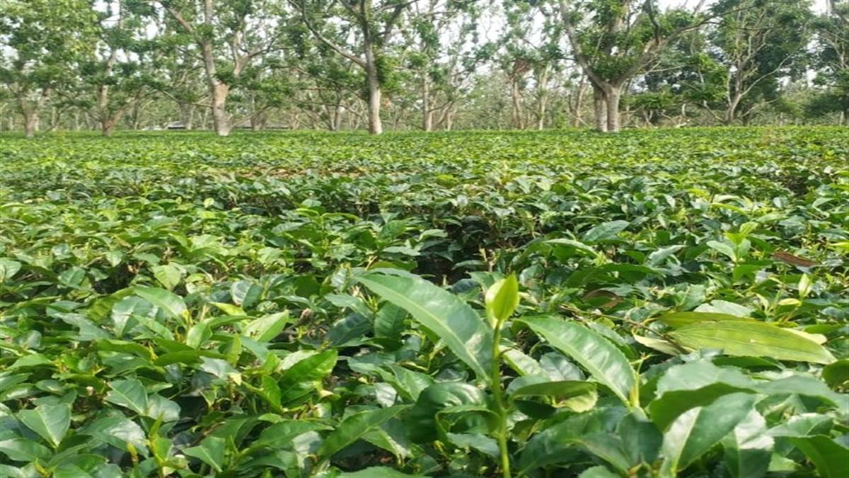 Bihar ranks fifth in the country in terms of tea production