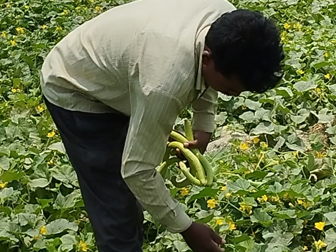 Farming done by Dharma Gupta of Siwan changed his fortune