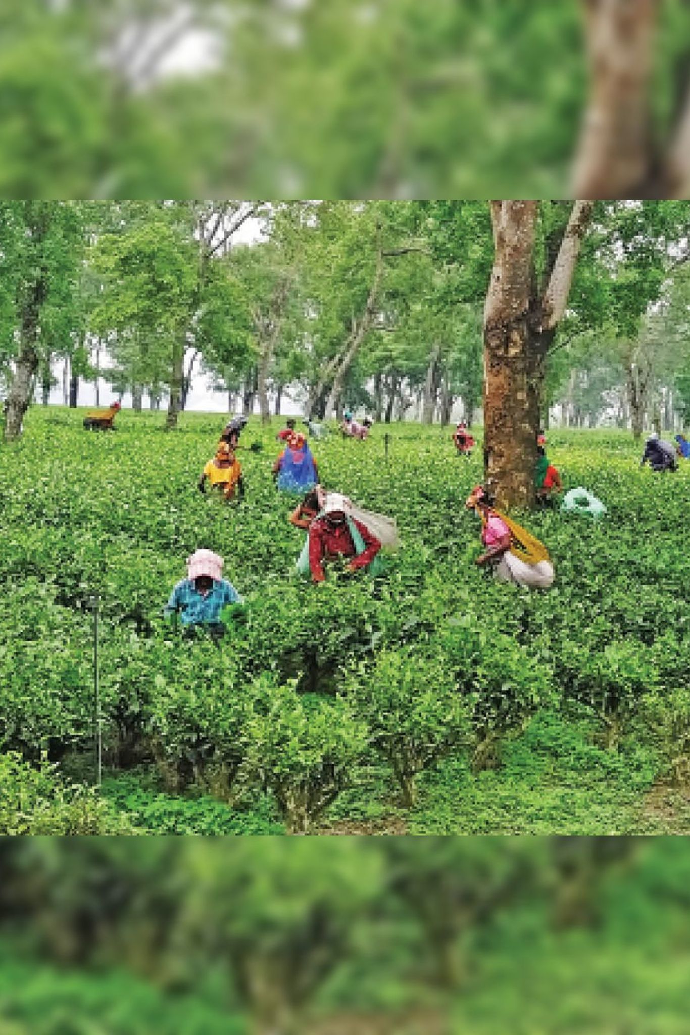 Nine private and one government tea-processing plant in Kishanganj