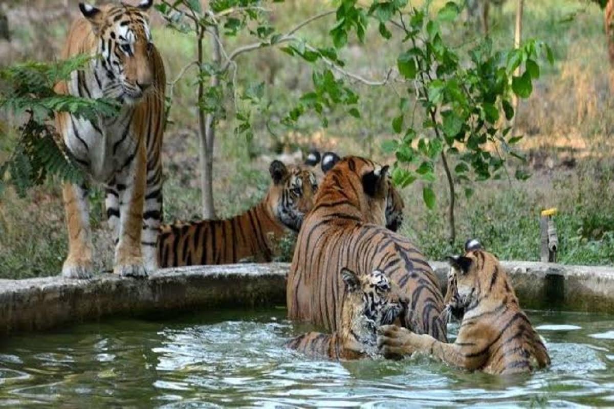 Patna in 7 zoos of the country in the case of animals