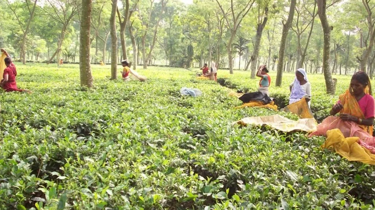 Tea cultivation was included this year under Horticulture Development Scheme