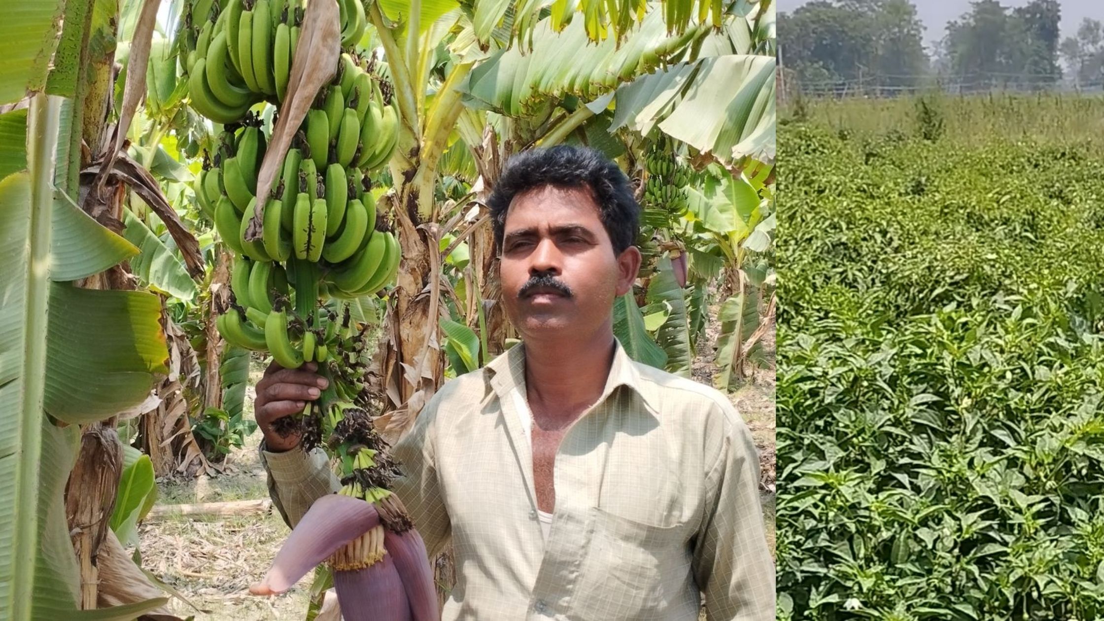 The man who returned from Dubai to Bihar started scientific farming