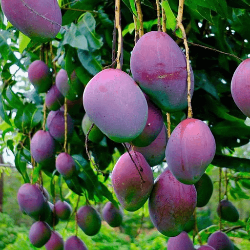 American Beauty Mango In Bihar