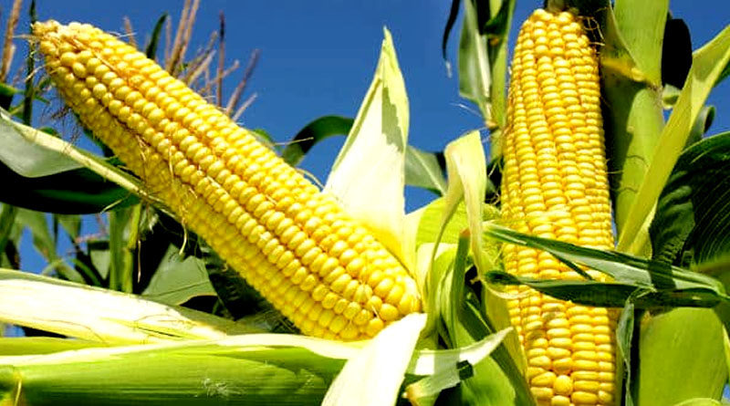 Bihar ranks second in the country in maize production