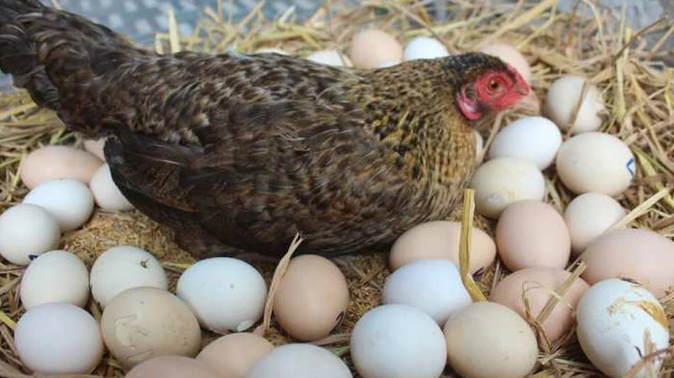 By supplying chicken eggs in bulk quantity, Rekha Sorens business sells 30-35 thousand rupees per day.