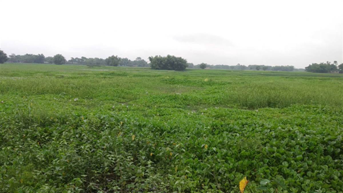 Makhana is being cultivated continuously in Kosi-seemanchal of Bihar.