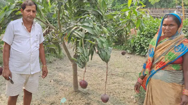 Mango of Muzaffarpur farmer Bhushan Singhs garden is a topic of discussion these days
