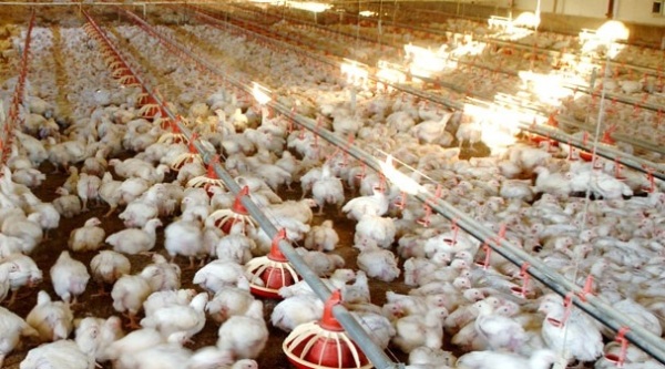 Mathura Layer Chicken Farm