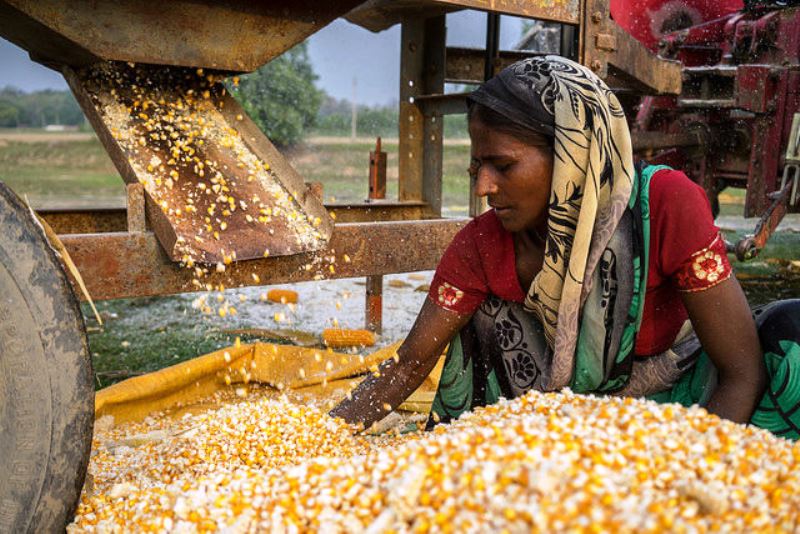 Purnia becomes a big market of maize