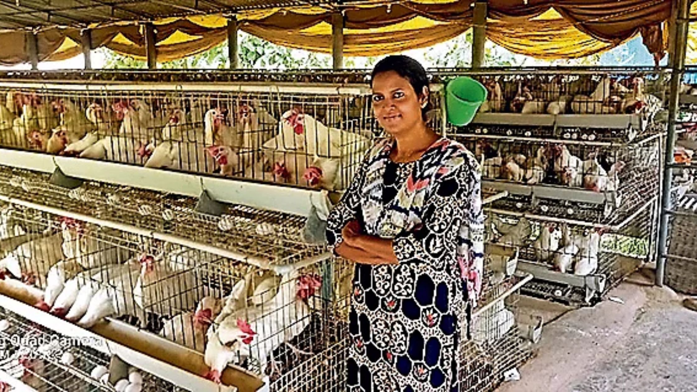 Rekha Of Banka Bihar Is Earning By Egg Business