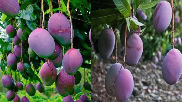 सुर्ख़ियों में है बिहार का यह शुगर फ्री आम, पकने से पहले 16 बार बदलता है रंग, जाने खासियत