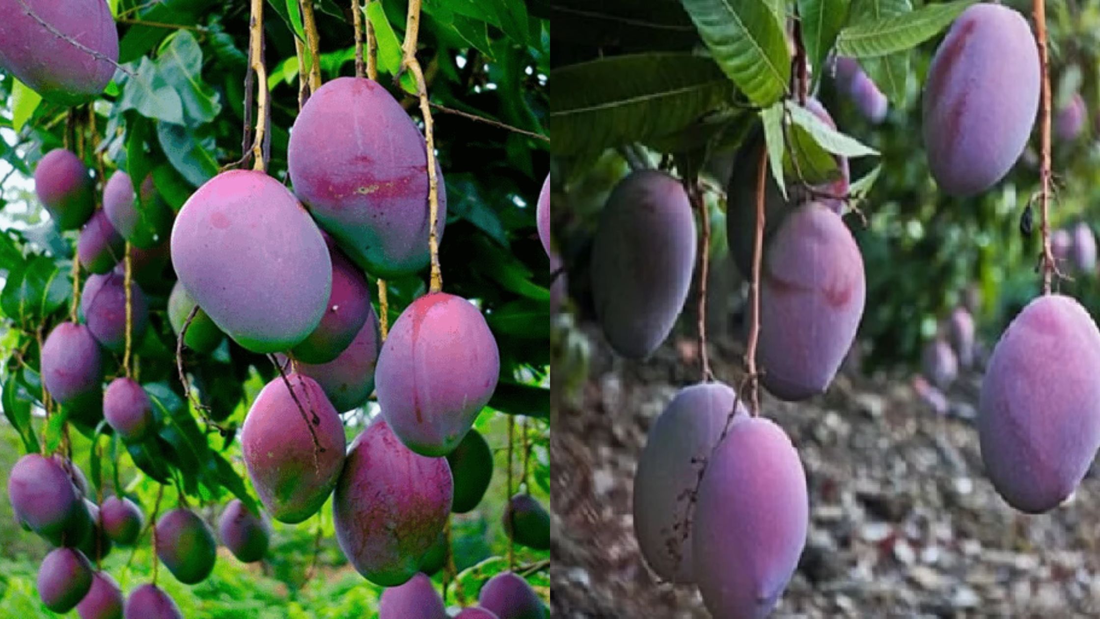 Sugar Free Mango Changes Color 16 Times Before Ripening In Muzaffarpur