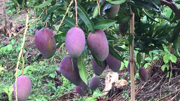 This mango is ready in 5 months