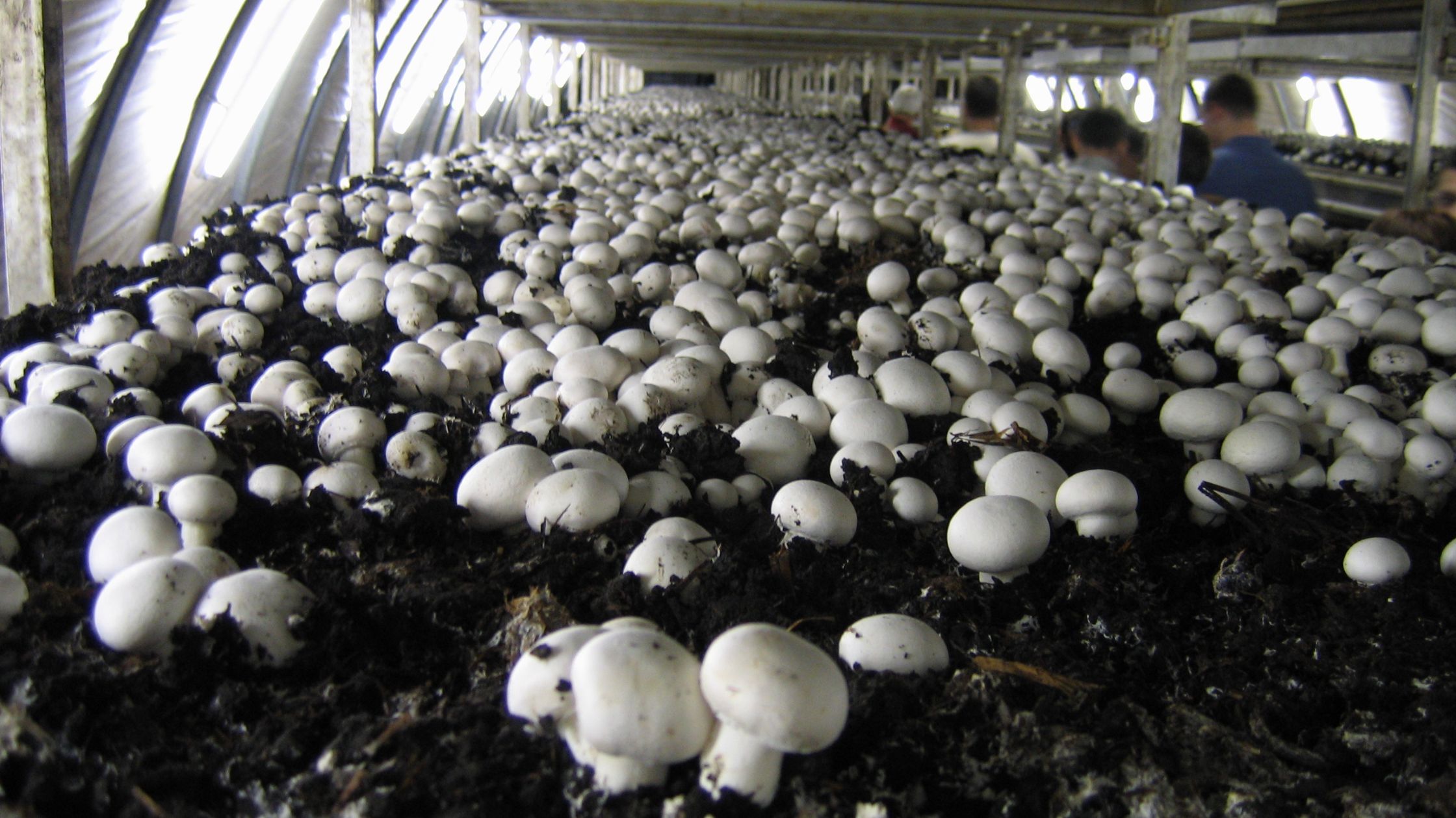 Bihar Became Number One Mushroom Producing State