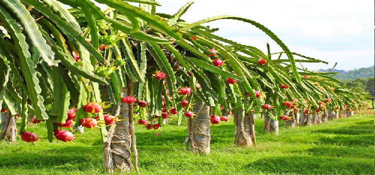 Dragon fruit bears fruit at least three times in a season