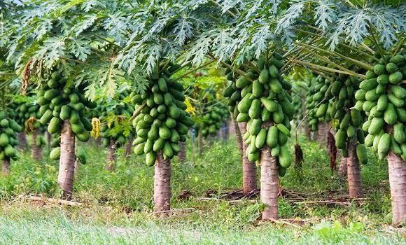 The price per plant of papaya is fixed at Rs 20
