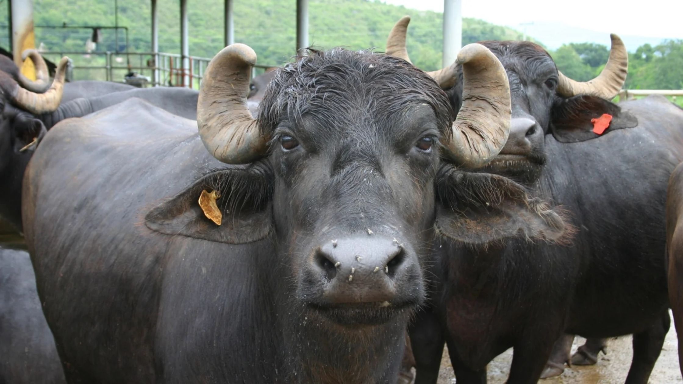 buffalo meat sent to asian and european countries form simancha bihar