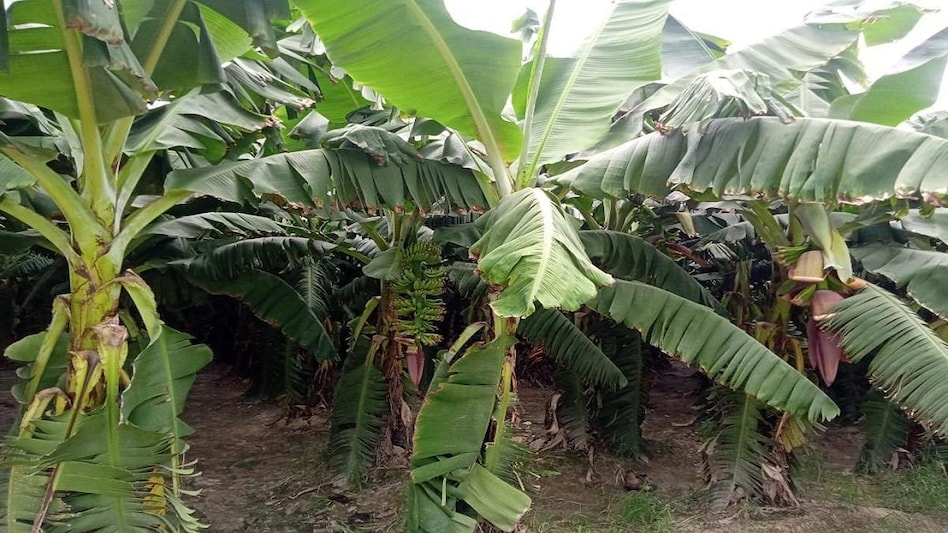 Bihar government is giving subsidy of up to 50 percent to the farmers cultivating banana through tissue culture