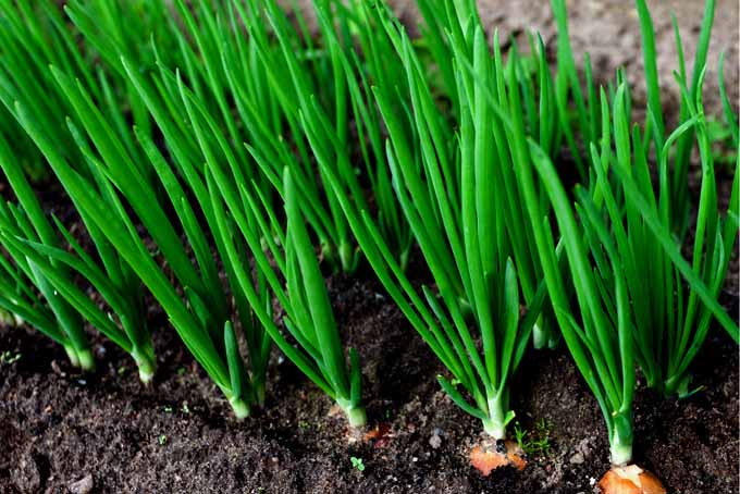 Can be cultivated in any fertile soil