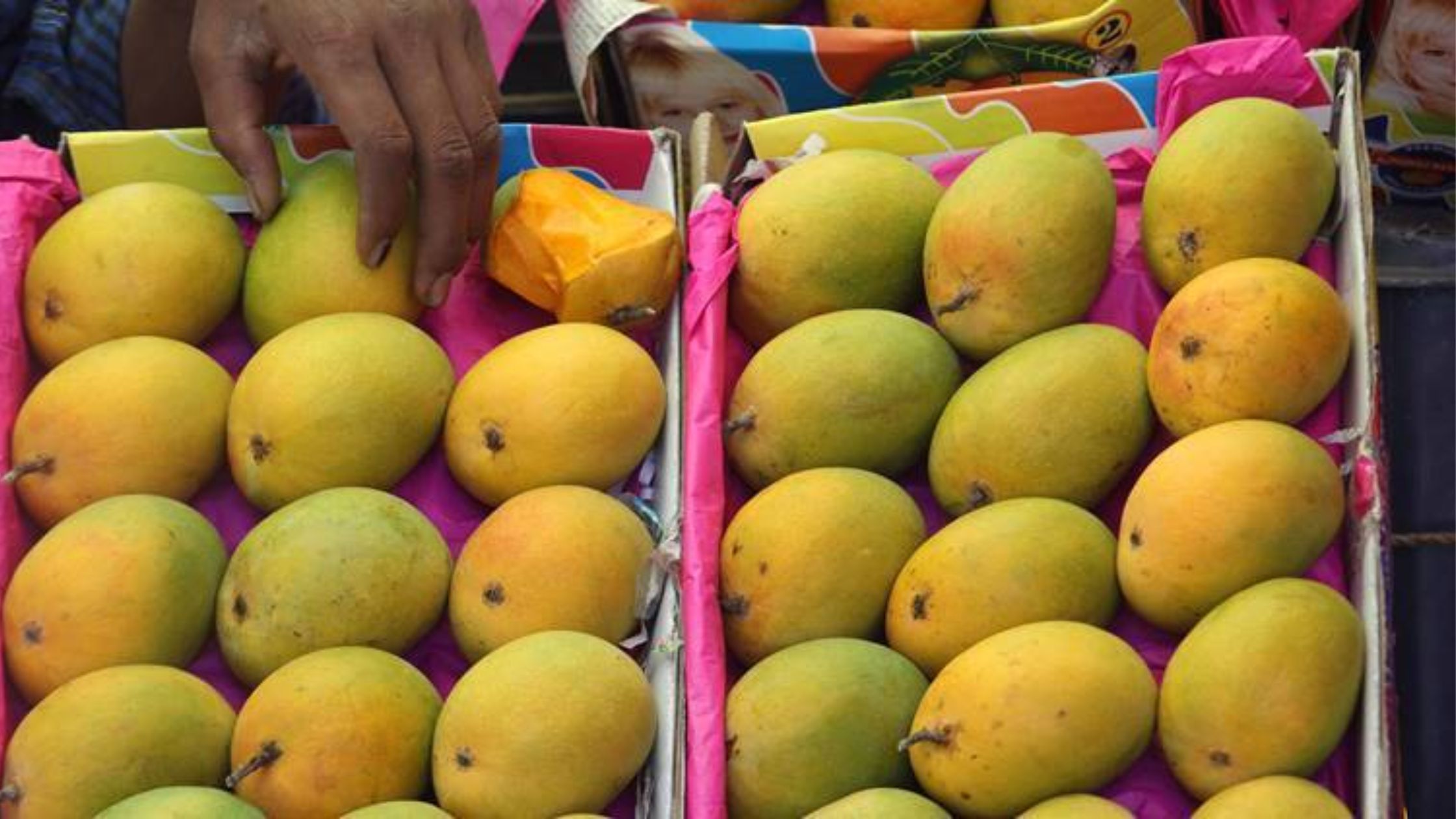 Mango available in the month of September