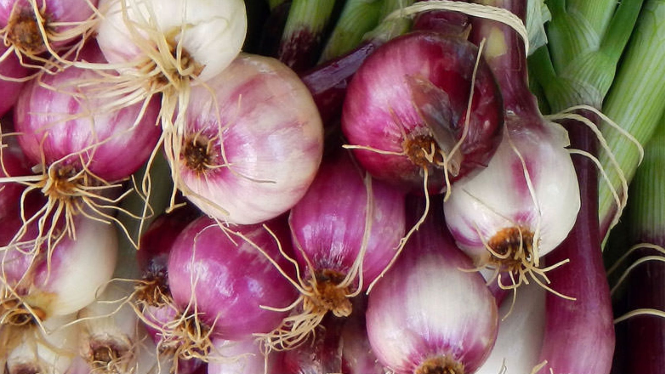 Onion cultivation will get subsidy up to 50 percent