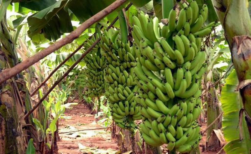 The first crop of banana is obtained from tissue culture within 12-14 months.