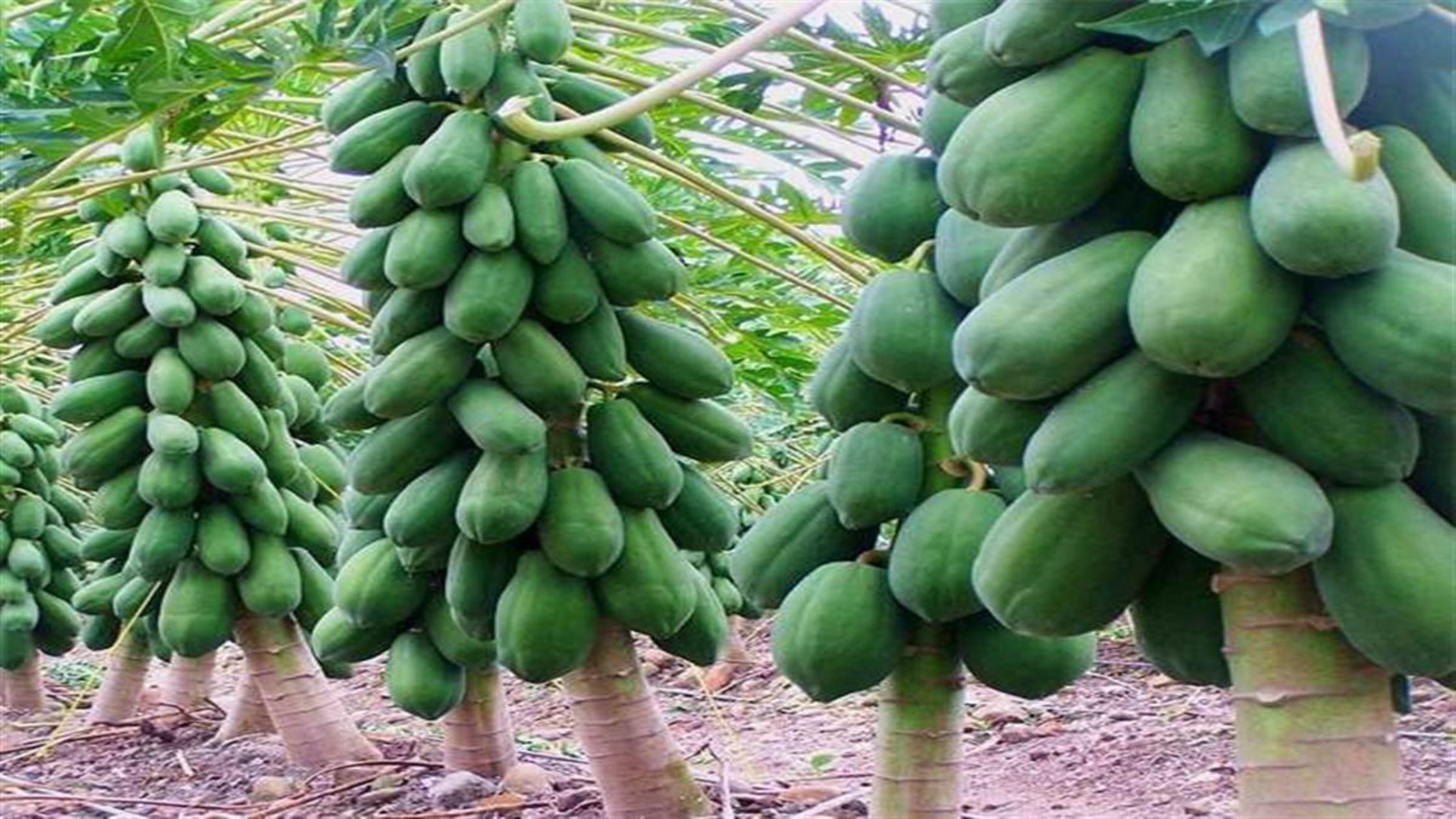 bumper earnings from papaya cultivation in Bihar