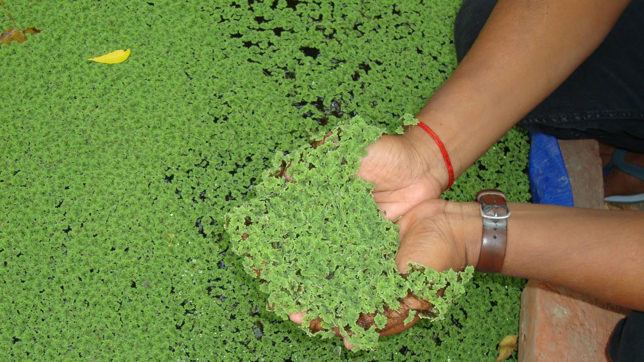 cultivation of aquatic fern azolla at zero cost can give benefit of lakhs