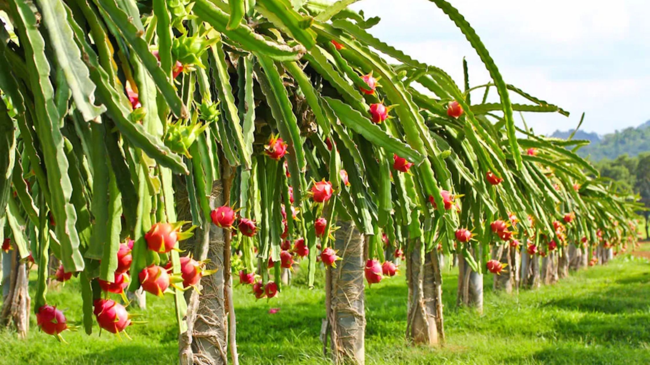 dragon fruit one hectare cultivation cost one lakh 25 thousand rupees 50 percent subsidy