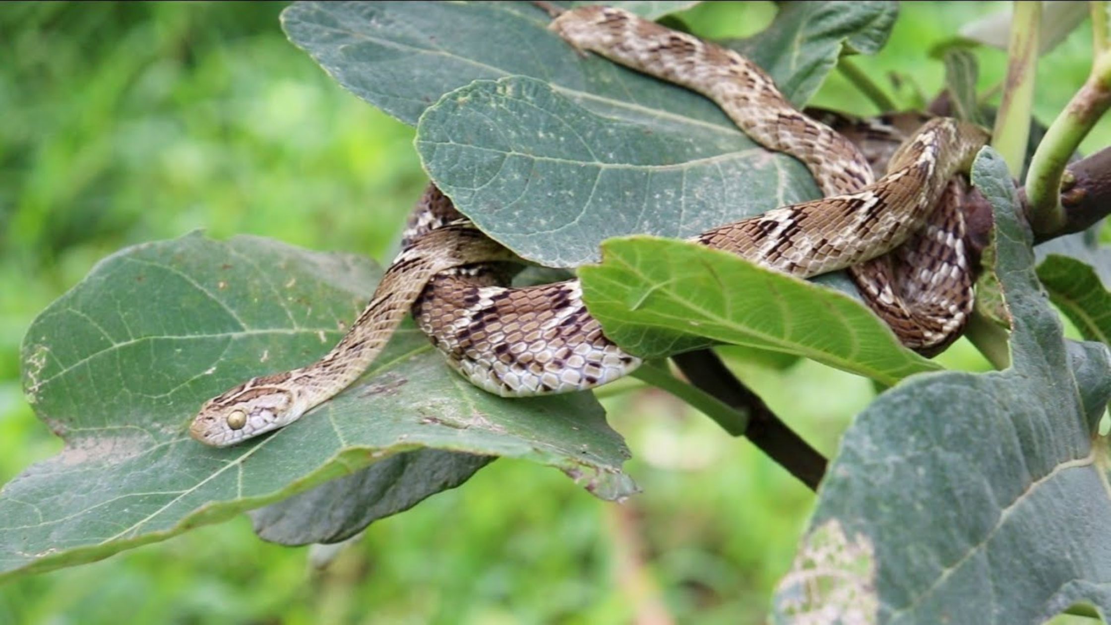 rare common cat snake found in valmiki nagar