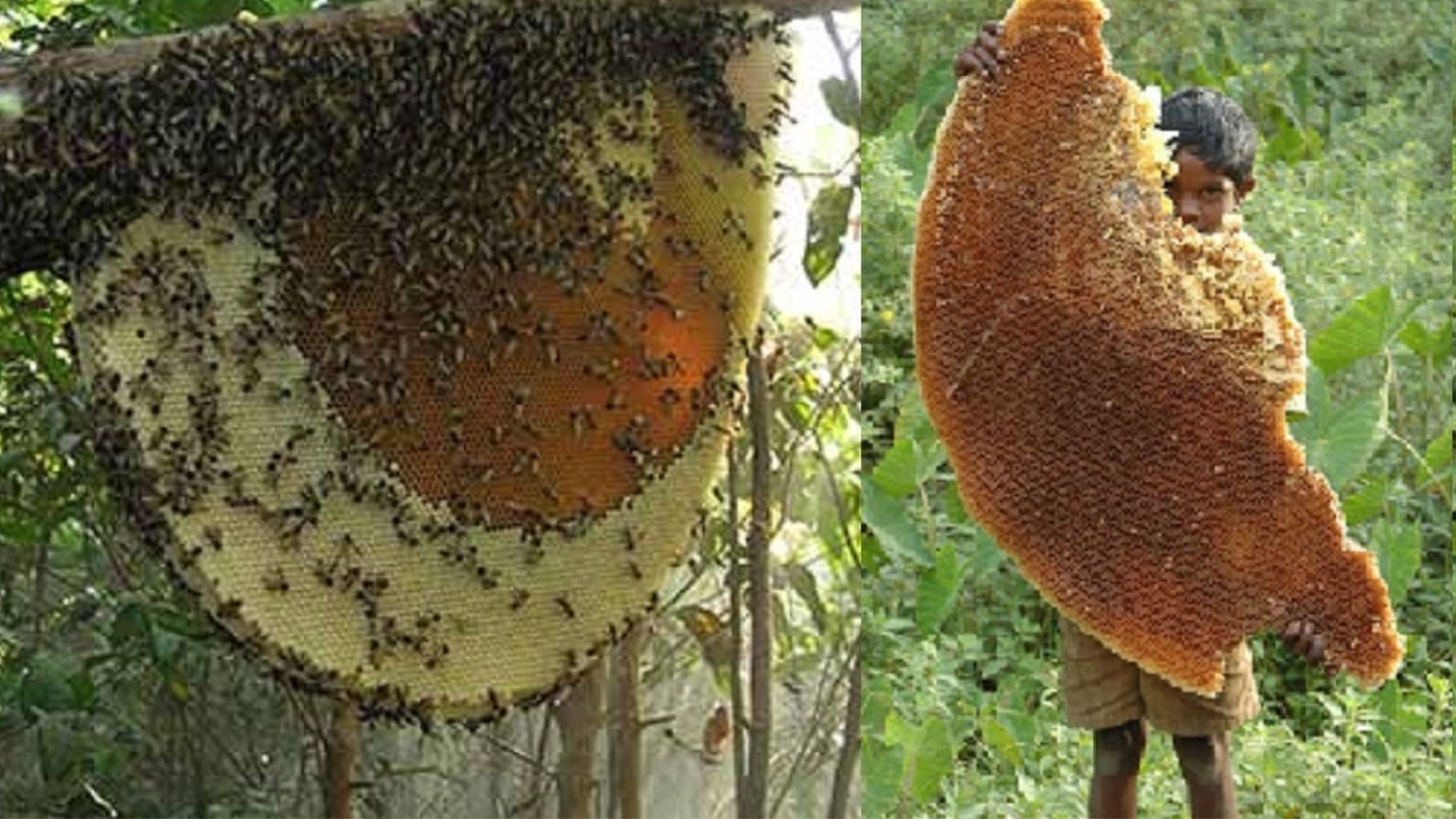 Beekeeping can earn 8 to 10 lakhs