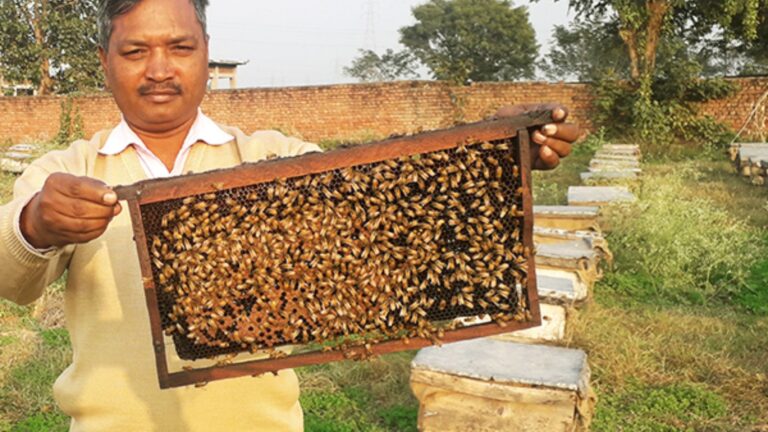 परंपरागत खेती छोड़ बिहार के किसानों ने शुरू किया मधुमक्खी पालन, 10 लाख की हो रही है कमाई