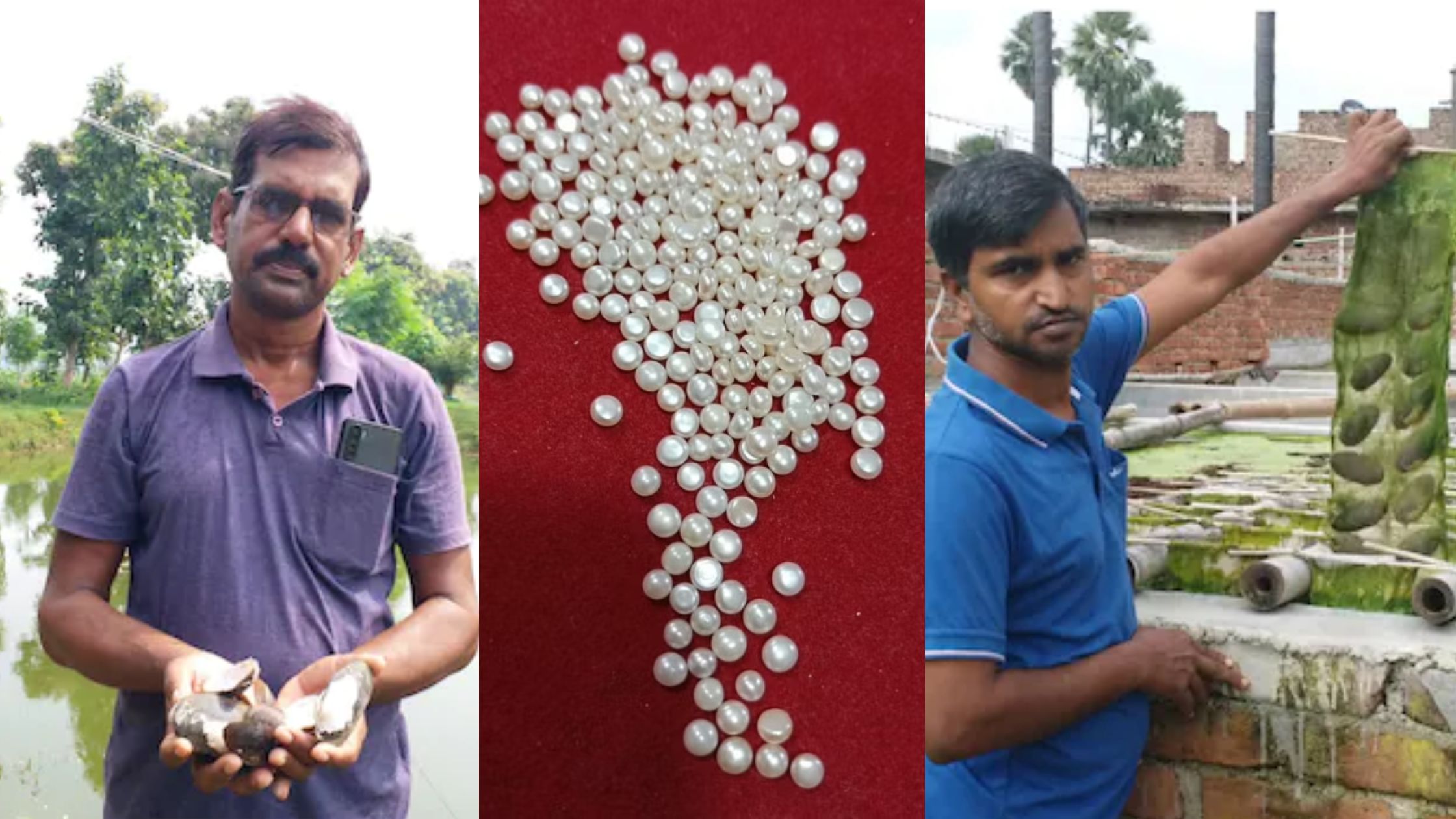 Two youths of Gaya started pearl farming