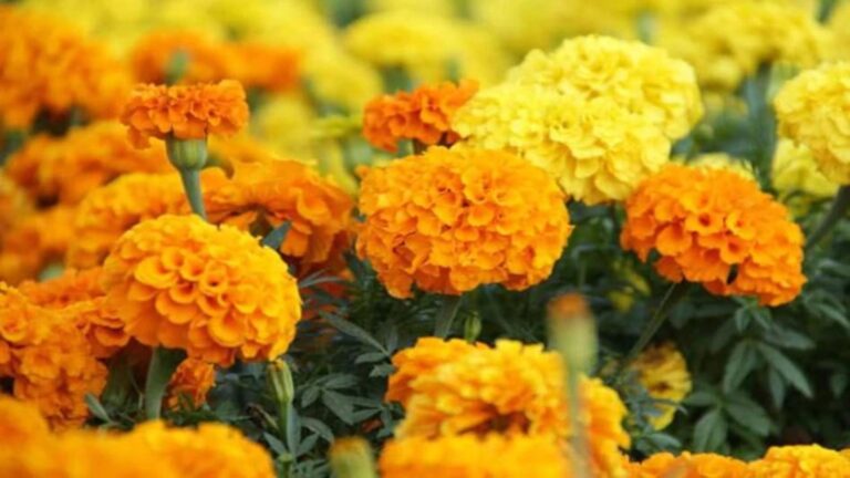 बिहार के पूर्णिया में फूलों के खेती से हो रही फुल प्रॉफिट, सालाना कमा रहे लाखों रुपए