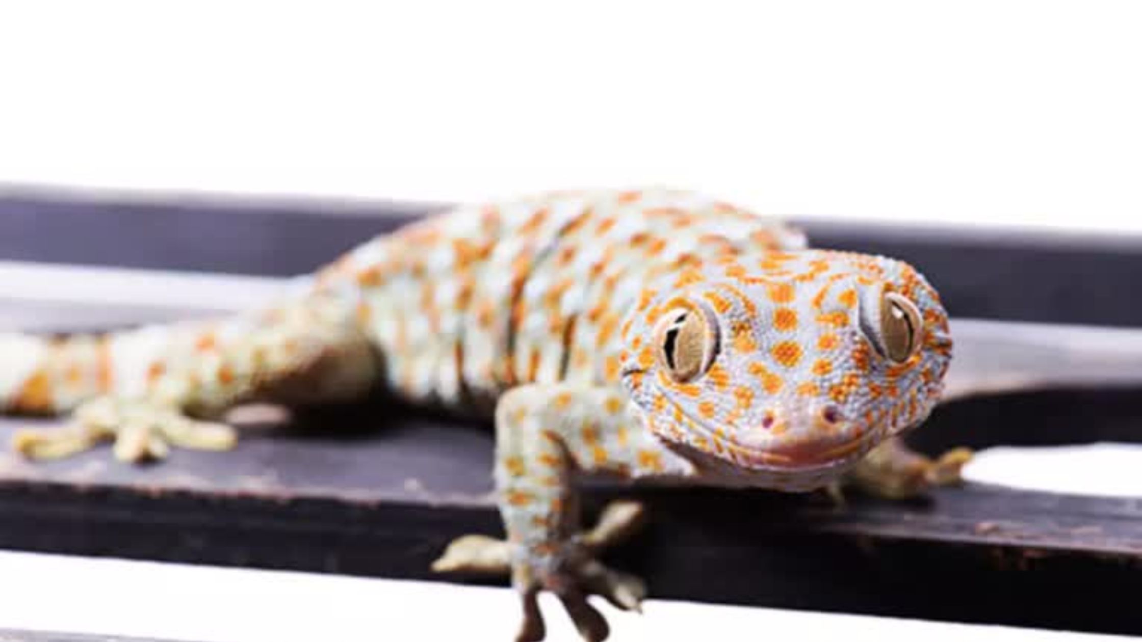 Lizard worth one crore found in Bihar