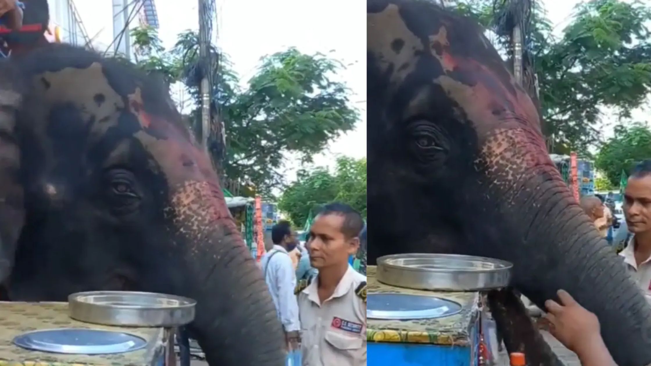 Seeing the elephant eating golgappas on the roadside