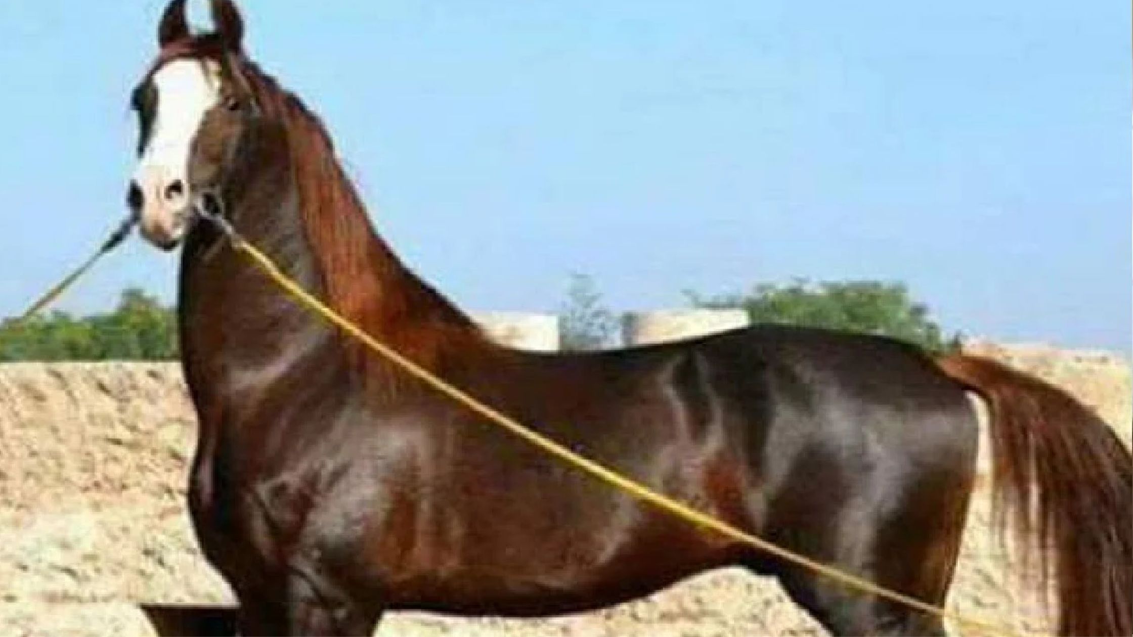 rocket horse has come in sonpur fair