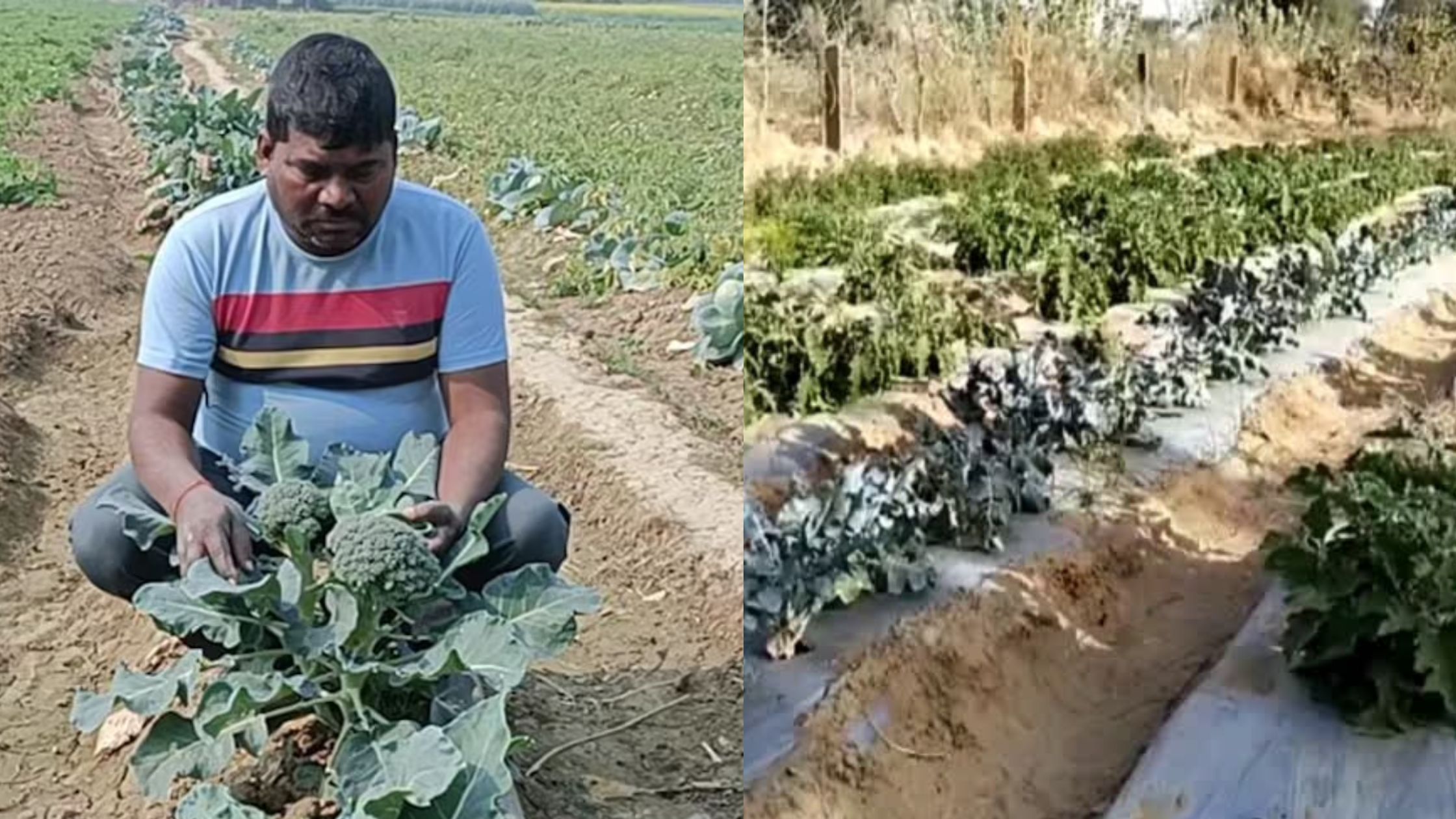 The farmer quit his job and started cultivating broccoli