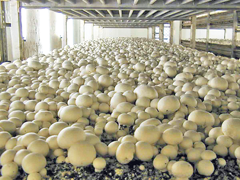 Ranjan is making farmers aware of mushroom by giving free training on mushroom production