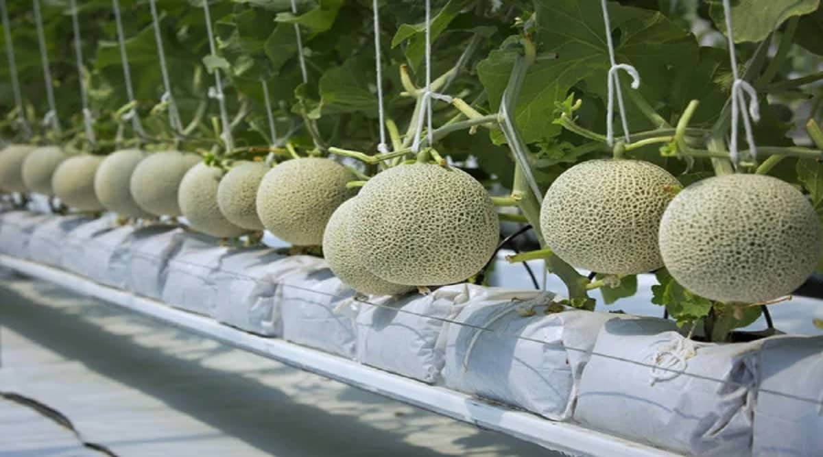It is grown only in the Yubari part of Japan.