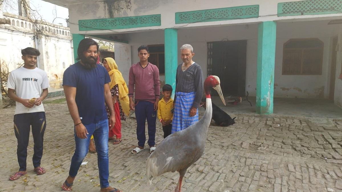 The service of Arif attracted the heart of the stork so much that it started living at his house.
