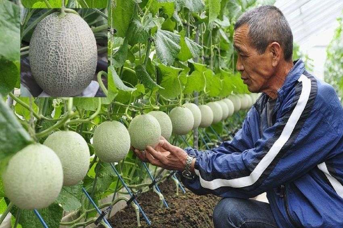 This fruit is mostly grown in Japan
