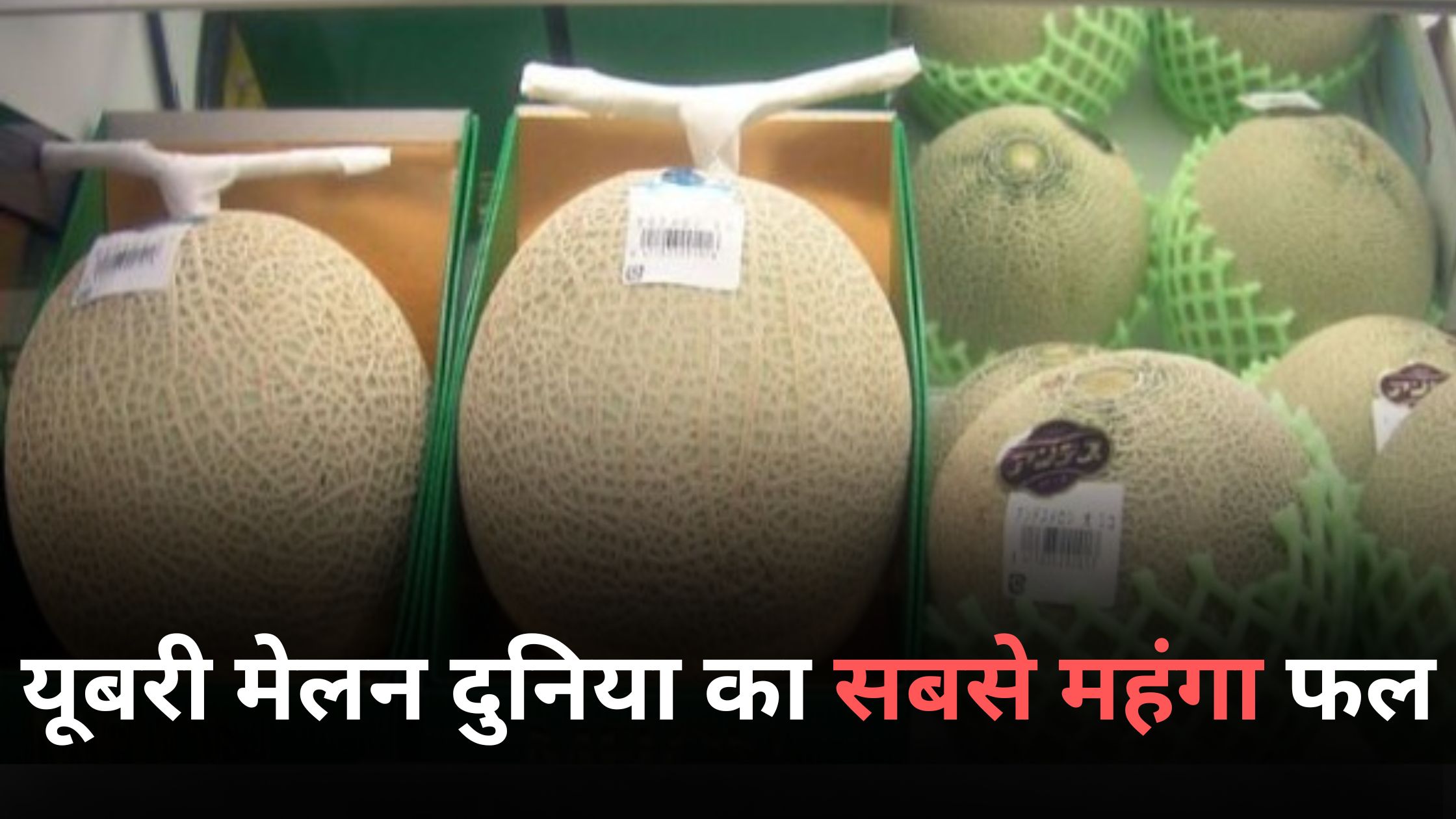 Yubari Melon is the most expensive fruit in the world
