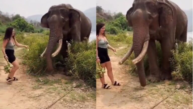 गजराज को केला दिखाकर चिढ़ा रही थी मैडम, हाथी को आया गुस्सा, रोंगटे खड़े करने वाला वीडियो वायरल