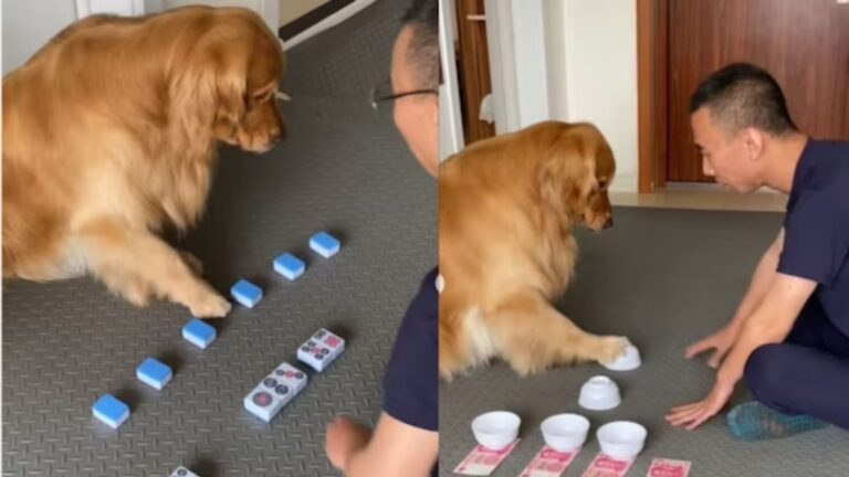 कुत्ते की चालाकी ने किया हैरान, सुलझा रहा है पज़ल, देखे वीडियो